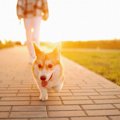 犬が散歩で『飼い主…