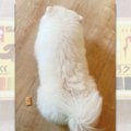 わんこさんの隣にク…