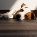 犬が嘔吐や下痢をし…