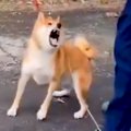 神経質で噛みついて…