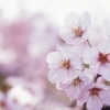 犬と楽しめる花見穴…