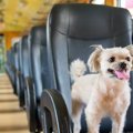 犬と電車に乗るとき…