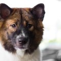 犬が『捨てられた』…