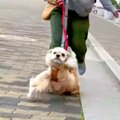 犬が『遠くにお父さ…