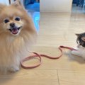 猫さんにリードをひ…