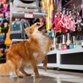犬の身の回りのグッ…