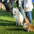 「犬の訓練士」と「…
