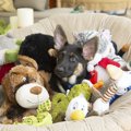 犬が『好きじゃない…