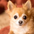 犬もコタツが大好き♡…