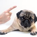 犬との絆が崩れてし…