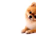 犬が『わざと可愛い…