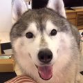 はやく！おやつが欲…