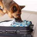 犬の臭いの嗅ぎ方は…