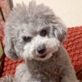 おばあちゃんに唸る…