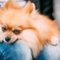 犬が飼い主に甘える4…