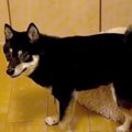 愛犬の『トイレのか…