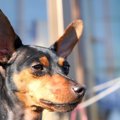 マズルが長い犬種４選