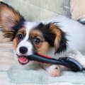 犬の抜け毛を掃除す…