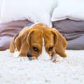 犬が裏切られたと感…