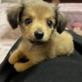 「天使降臨♡」ポメッ…