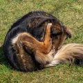 犬が『自分のおしり…