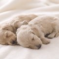 犬の妊娠期間中や出…