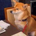 外食中におとなしく…