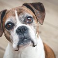犬がしつこく飼い主…