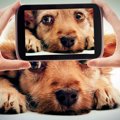 動物病院やトリミン…