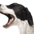 犬が『キャン』と鳴…