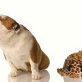 犬がご飯を食べない…