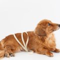 犬がみせる『運動不…