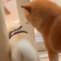 ドアの隙間から庭に…