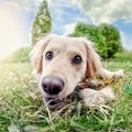 犬の平均寿命ってどのくらい？犬種別にみる年齢