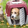 犬にクレートトレーニングをするメリットとやり方