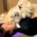 犬たちがパパを取り…