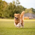 犬が『急に走り出す…