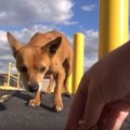 許せない！犬を投げ…