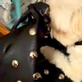 カバンを持って出か…