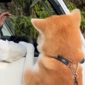 秋田犬が、軽トラに…