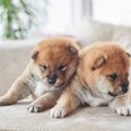 綺麗な毛を持つ『美…