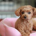 犬が『人を信用して…
