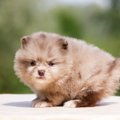 子犬でいられるのは…