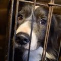 恐怖の館！60頭以上…