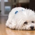 犬が『悲鳴をあげて…