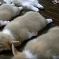可愛すぎて言葉が出…