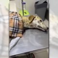 【詳細不明】車にひ…