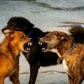 犬は相手を許す？犬…