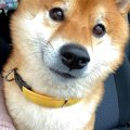 犬がお出かけを楽し…