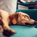 犬が見せる『疲れた…